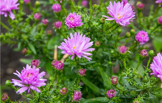 Aster dumosus 'Prof Anton Kippenberg'