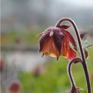 Geum rivale Geum rivale