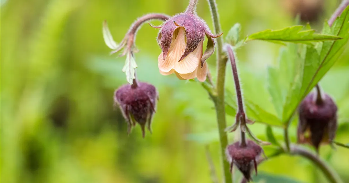 Geum rivale