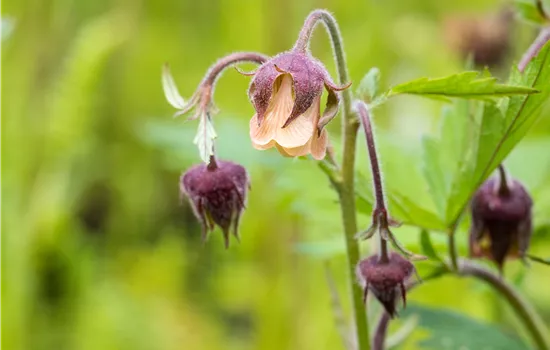 Geum rivale