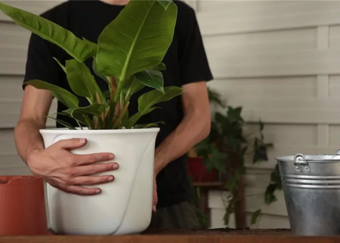 Philodendron - planting in a container