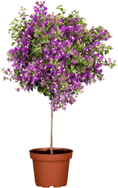 Bougainvillea glabra 'Sanderiana'