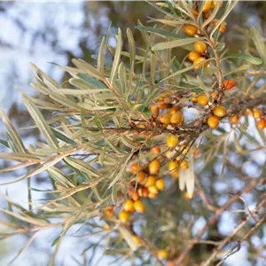 Hippophae rhamnoides