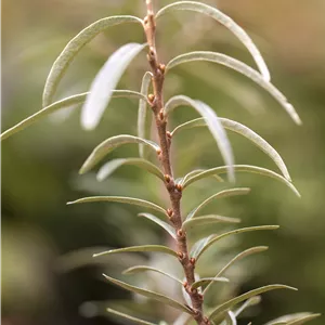 Hippophae rhamnoides 'Leikora'