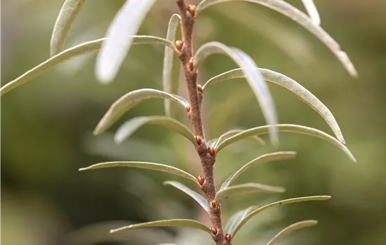 Hippophae rhamnoides 'Leikora' Hippophae rhamnoides 'Leikora'
