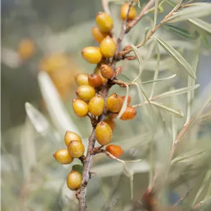 Hippophae rhamnoides 'Hergo'