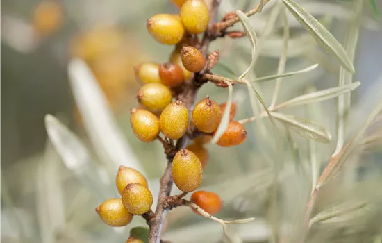 Hippophae rhamnoides 'Hergo' Hippophae rhamnoides 'Hergo'