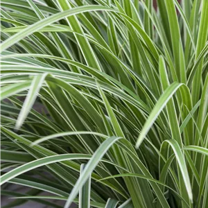 Carex foliosissima 'Icedance' Carex foliosissima 'Icedance'