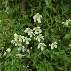 Clematis montana 'Grandiflora' Clematis montana 'Grandiflora'