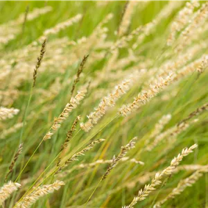 Bouteloua gracilis Bouteloua gracilis