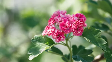 Crataegus laevigata 'Paul´s Scarlet'