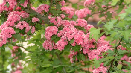 Crataegus laevigata 'Paul´s Scarlet'