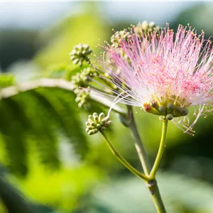 Albizia julibrissin