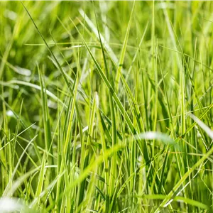 Carex grayi Carex grayi