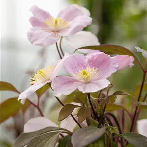 Clematis montana 'Mayleen' Clematis montana 'Mayleen'