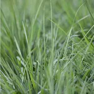 Briza media Briza media