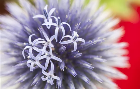 Echinops ritro
