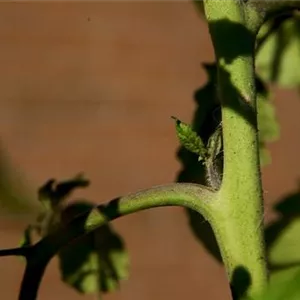 How do you do that? - Pinch out tomatoes