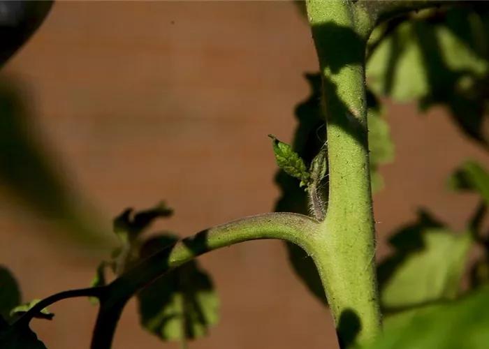 How do you do that? - Pinch out tomatoes