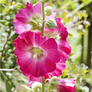 Alcea ficifolia Alcea ficifolia