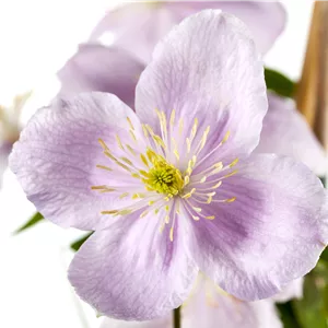 Clematis montana 'Rubens' Clematis montana 'Rubens'