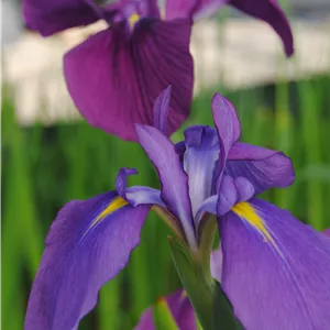 Iris ensata Iris ensata
