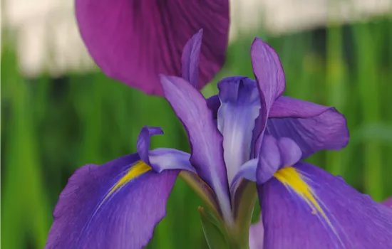 Iris ensata