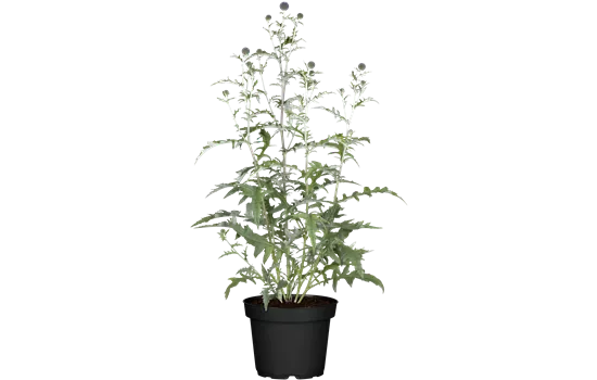 Echinops ritro 'Veitch's Blue'