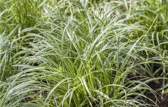 Carex morrowii 'Silver Sceptre'