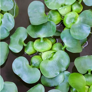 Eichhornia crassipes Eichhornia crassipes