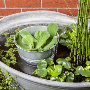 Equisetum hyemale var.robustum