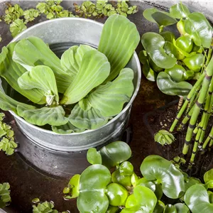 Equisetum hyemale var.robustum Equisetum hyemale var.robustum