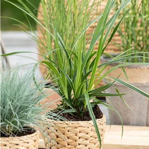 Carex morrowii 'Variegata' Carex morrowii 'Variegata'