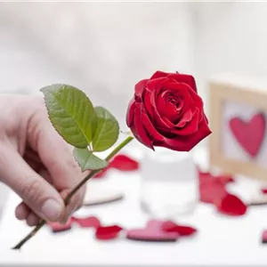 Blühender Valentinstag - für sie und ihn! Blühender Valentinstag - für sie und ihn!