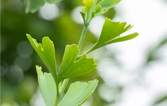 Ginkgo biloba 'Princeton Sentry'