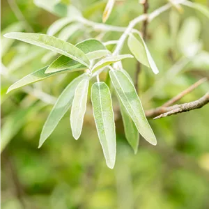 Elaeagnus angustifolia