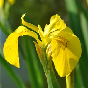 Iris pseudacorus Iris pseudacorus