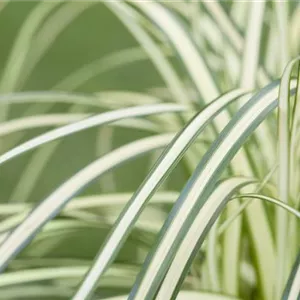 Carex – mehr als nur einfache Gräser Carex – mehr als nur einfache Gräser
