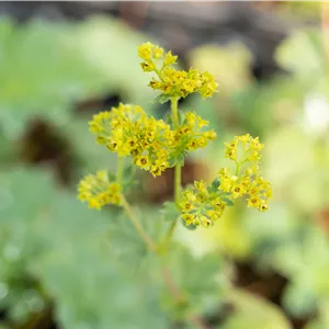 Alchemilla erythropoda