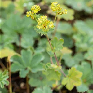 Alchemilla erythropoda Alchemilla erythropoda