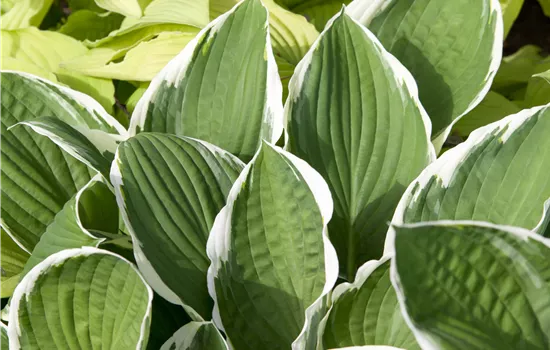 Hosta crispula