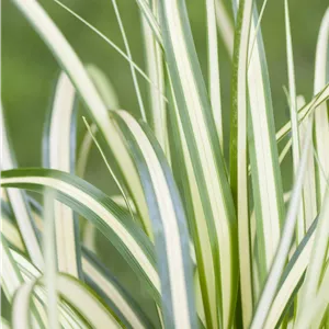 Carex ornithopoda 'Variegata' Carex ornithopoda 'Variegata'