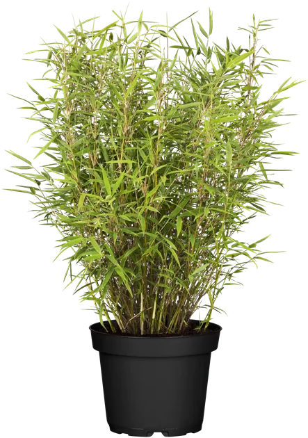 gummibaum gre Gummibaum XL | Ficus elastica