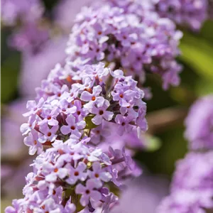Buddleja alternifolia Buddleja alternifolia