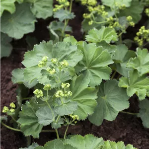Alchemilla mollis Alchemilla mollis