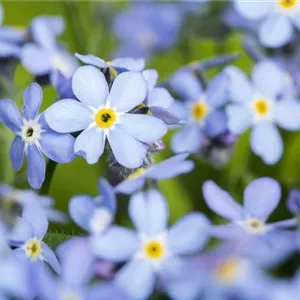 Das Vergissmeinnicht als Frühlingsbote Das Vergissmeinnicht als Frühlingsbote