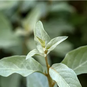 Elaeagnus commutata 'Zempin' Elaeagnus commutata 'Zempin'