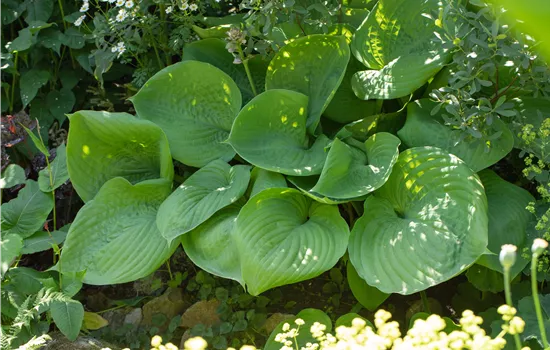 Hosta elata