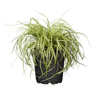 Carex oshimensis 'Evergold'