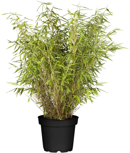 baum wie kaktus Affenbaum - Araucaria imbricata